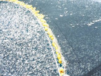 New Indicators Could Help Manage Global Overfishing