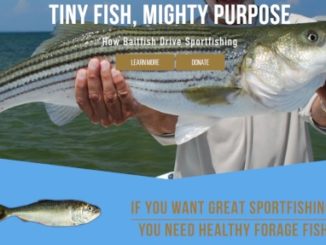 Sportfishing Groups Call for Science-Based Management of Gulf Menhaden