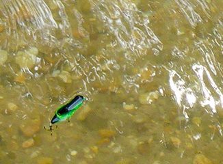 The Perfect Pairing- Creeks and Crickhoppers