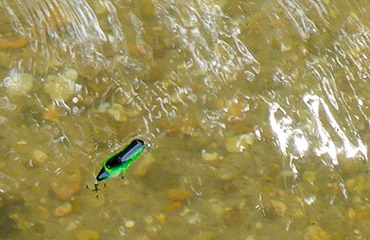 The Perfect Pairing- Creeks and Crickhoppers