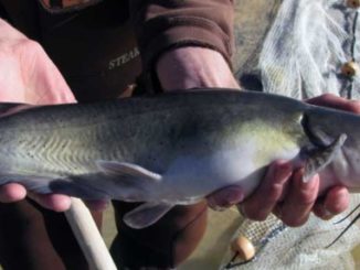 Catfish Fishing  OutDoors Unlimited Media and Magazine