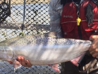 1st Reintroduced Salmon Return