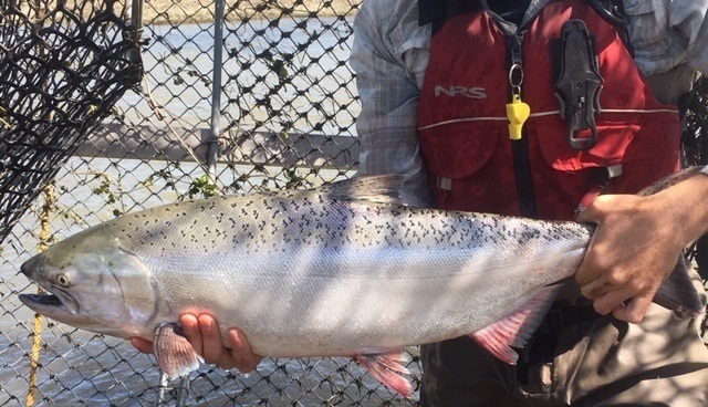 1st Reintroduced Salmon Return