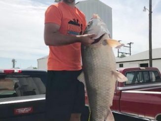 State-record fish: 66-pound bigmouth buffalo