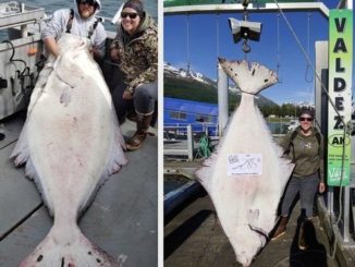 Fairbanks woman reels in 285-pound halibut