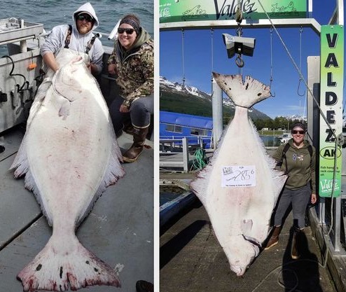 Fairbanks woman reels in 285-pound halibut