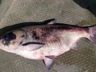 Minnesota Confirms Invasive Carp