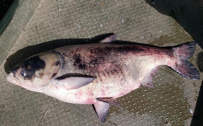 Minnesota Confirms Invasive Carp