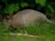 Possum on a Half Shell