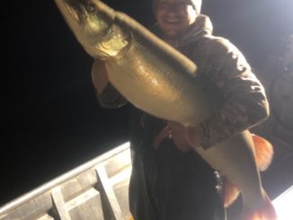 Uncertified World Record Muskie Boated, Released In Mille Lacs Lake