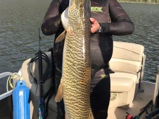 Utah Man Sets Spearfishing Record With 51-inch Tiger Muskellunge