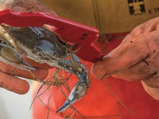 Low salinity suspected for poor crab harvest in Upper Chesapeake