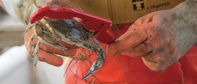 Low salinity suspected for poor crab harvest in Upper Chesapeake