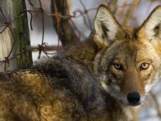 Coyote Sightings - Michigan DNR Tip