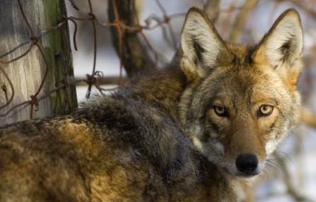 Coyote Sightings - Michigan DNR Tip