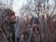 Deer Hunting Tips for Beginners