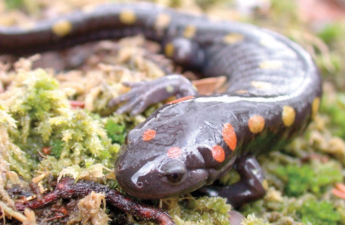 Forests’ hidden wetlands work for wildlife, water quality