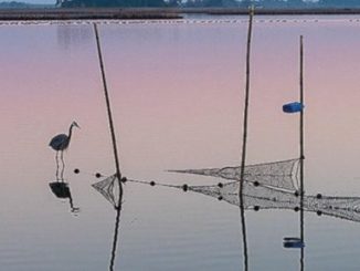 Chesapeake Bay's dead zone expected to be smaller this year