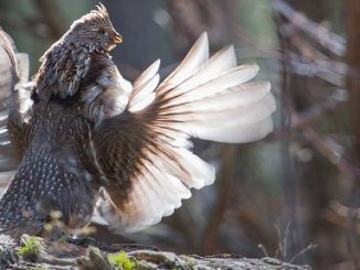Avoid These 14 Mistakes to Collect More Grouse