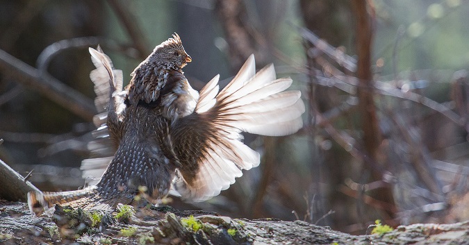 Avoid These 14 Mistakes to Collect More Grouse