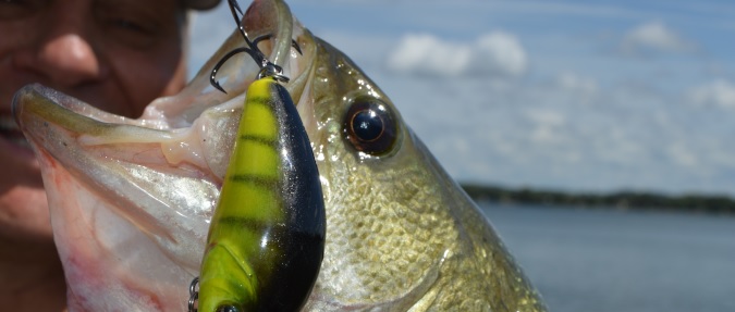 BIG BAITS FOR FALL FISH