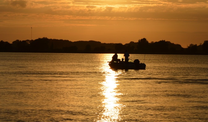 WALLEYES AT NIGHT