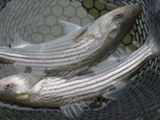mixed spawning success for striped bass