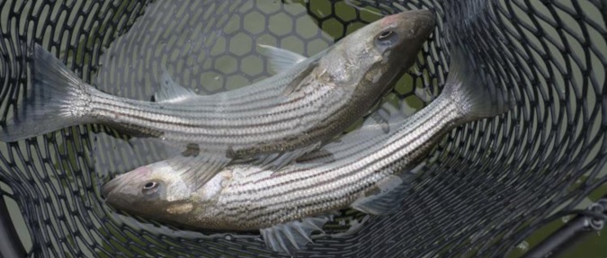 mixed spawning success for striped bass