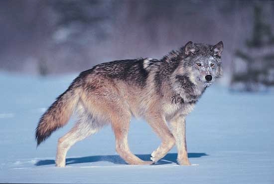 Boone and Crockett Club Celebrates Overdue Delisting of Gray Wolf
