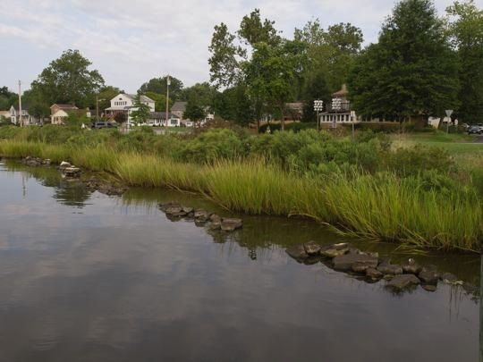 Living shorelines offer hospitality to the Bay’s migratory birds 