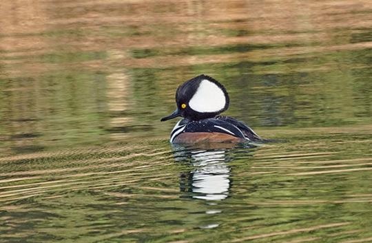 Hooded mergansers