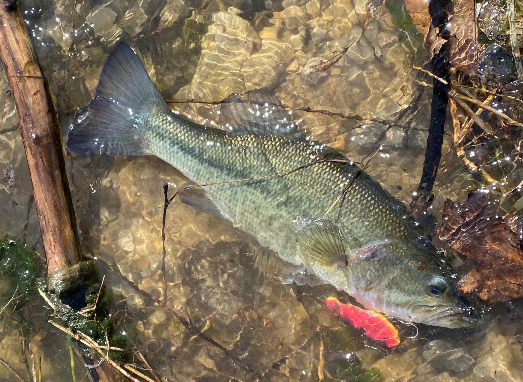 Choosing Lipless Crankbaits for Early Season Bass